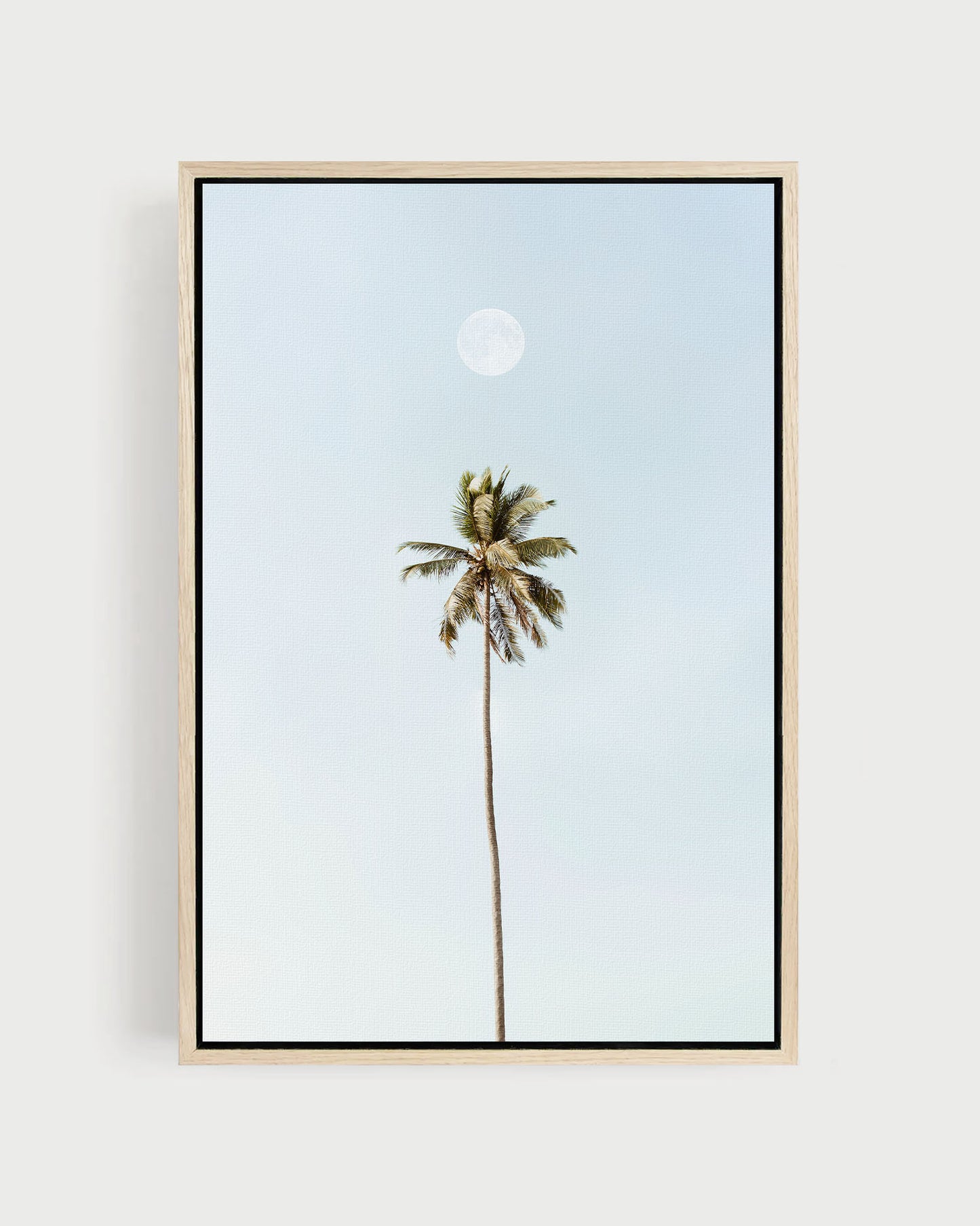 MOONLIT PALM