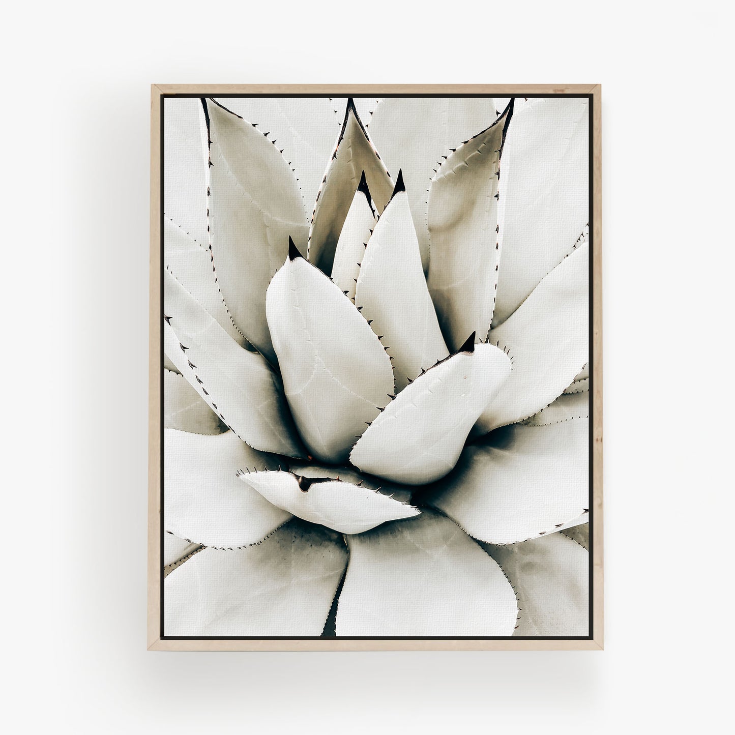 Desert Rosette