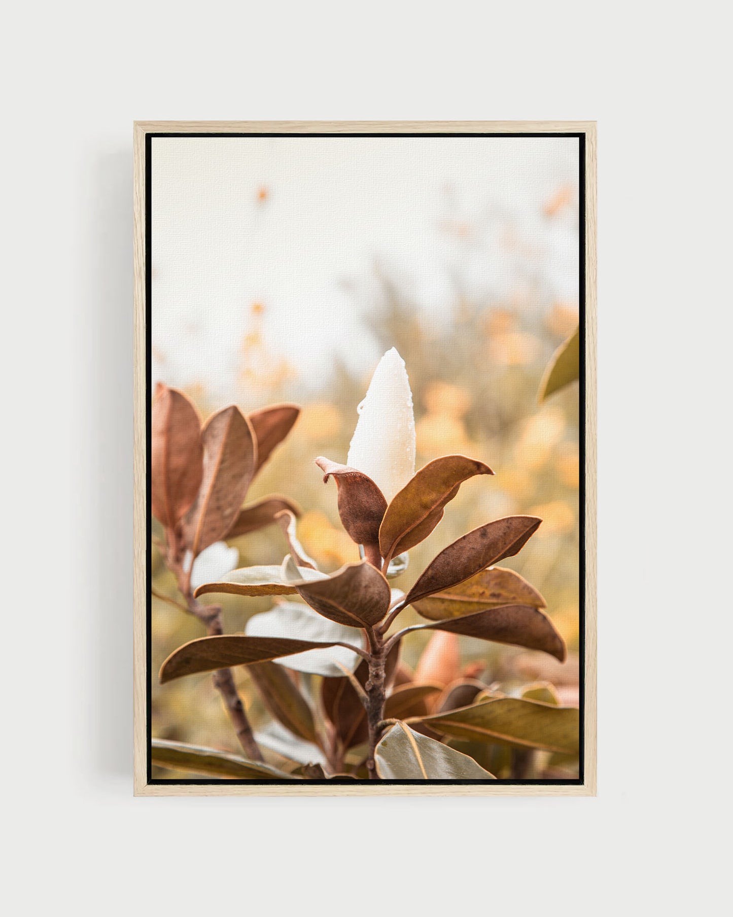 Soft Bloom – Magnolia Wall Art
