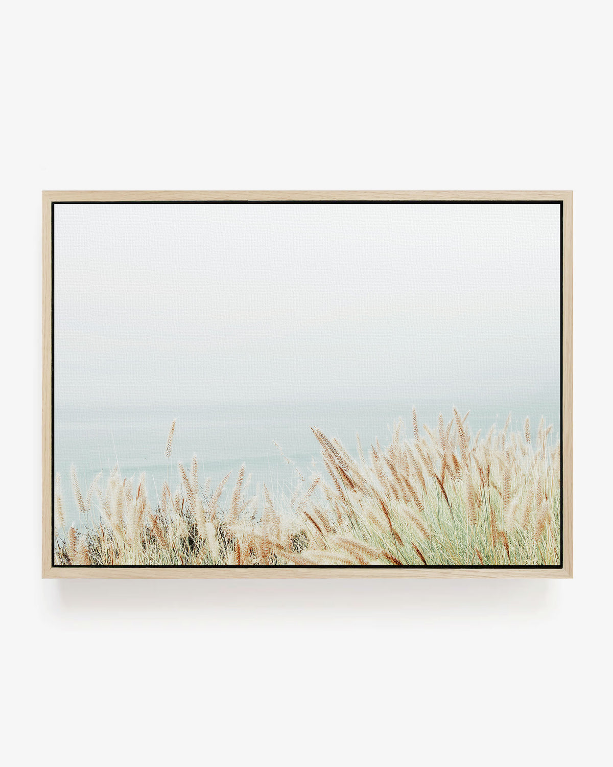 Coastal Fountain Grass
