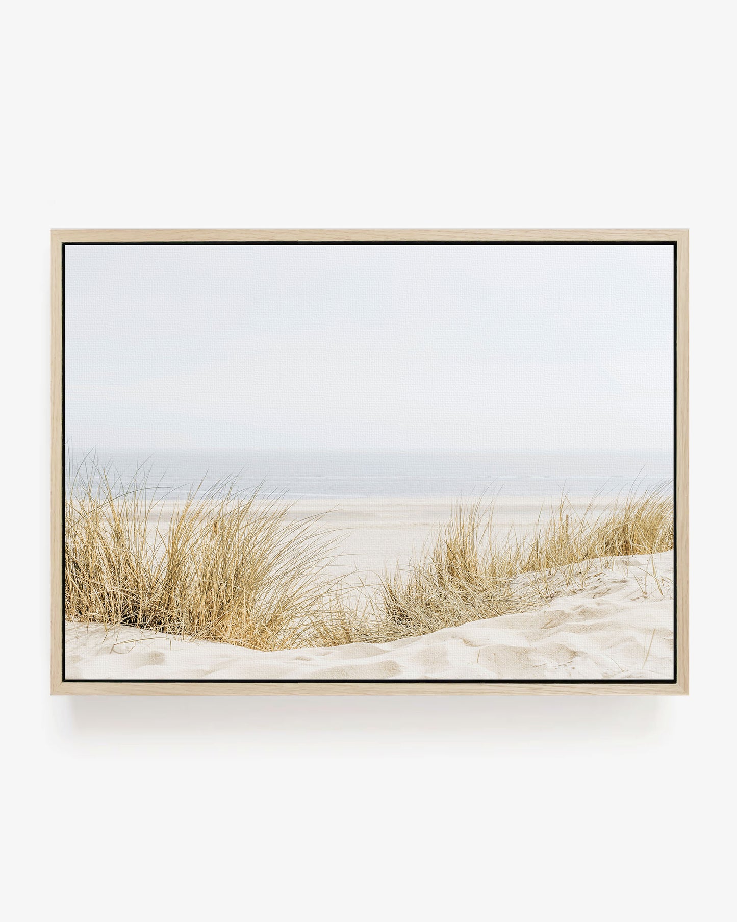 Coastal Dune Grass
