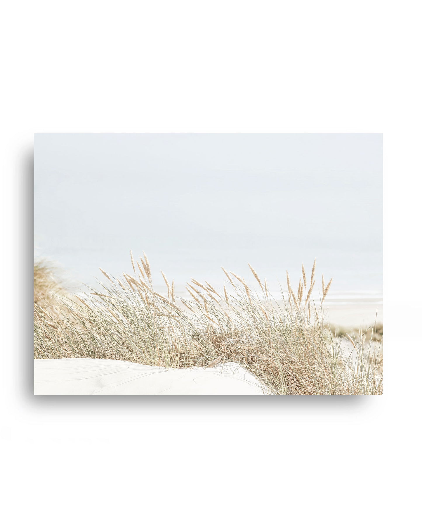 Dune Grass by the Sea