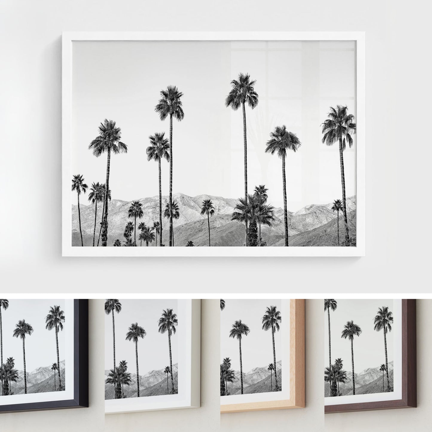 California Palms
