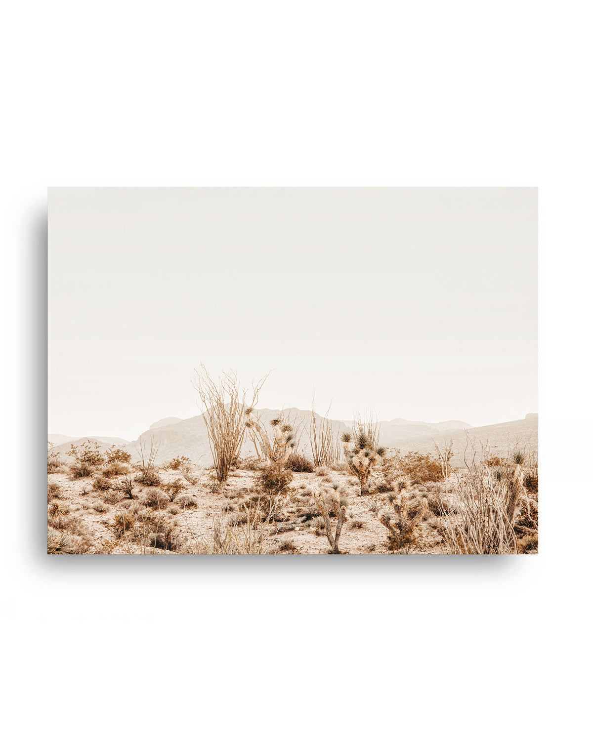 Morning in the Mojave