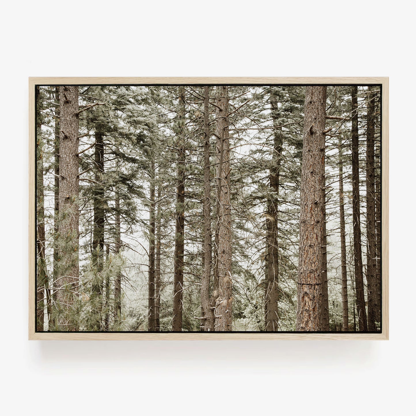 Forest Calm