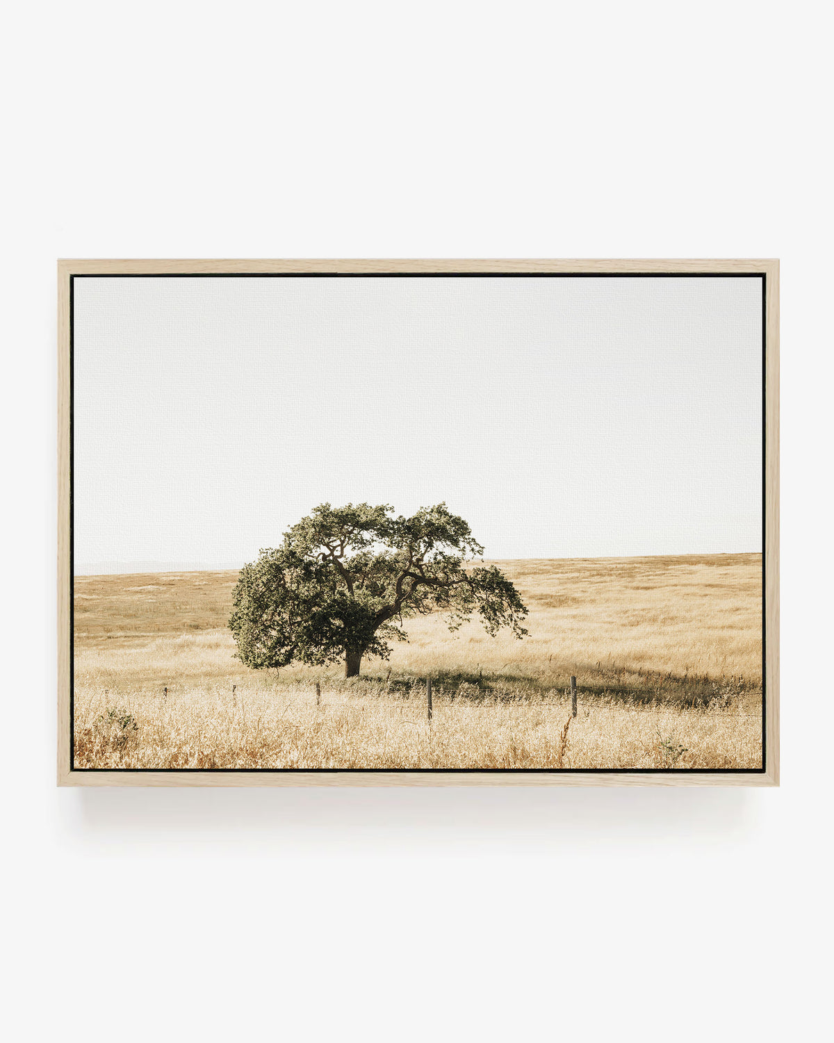 Lone Tree
