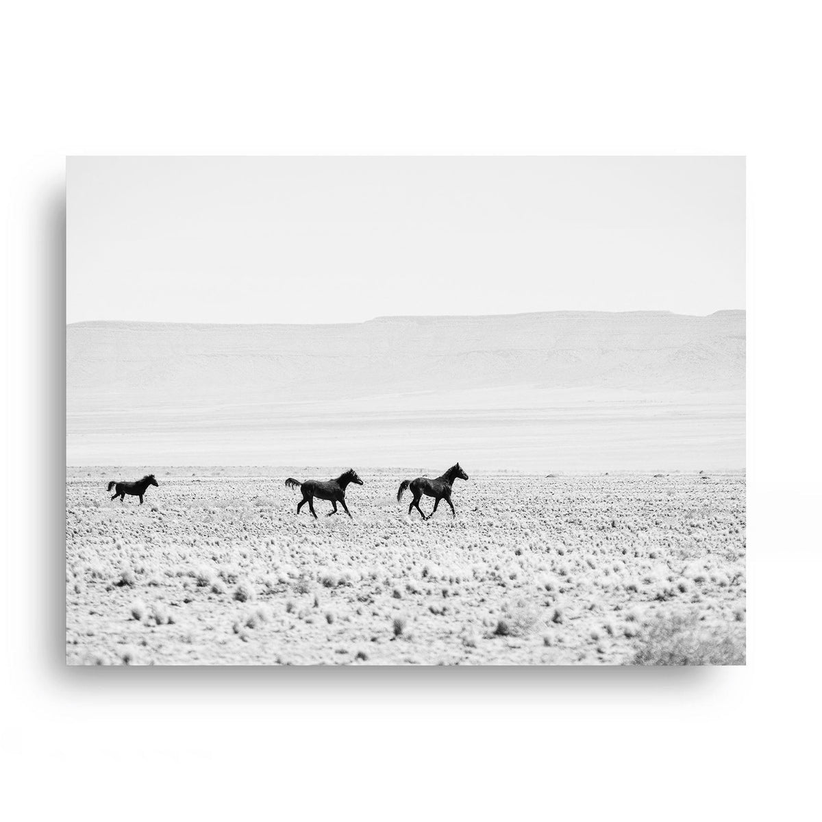 Wild Horses of the Desert