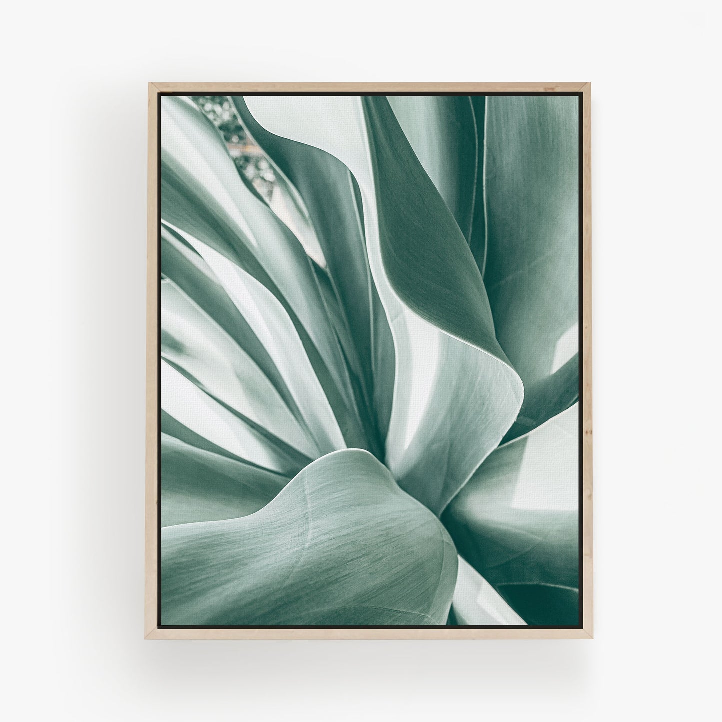 Agave Study