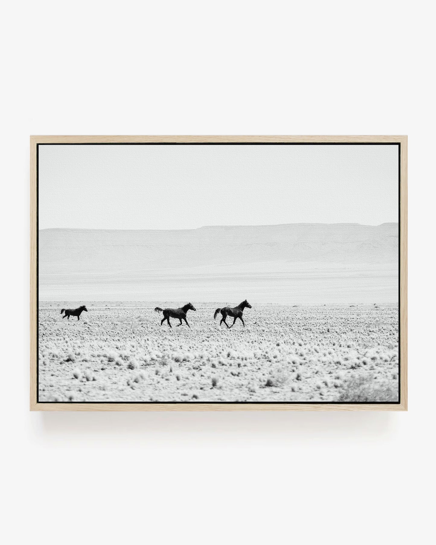 Wild Horses of the Desert