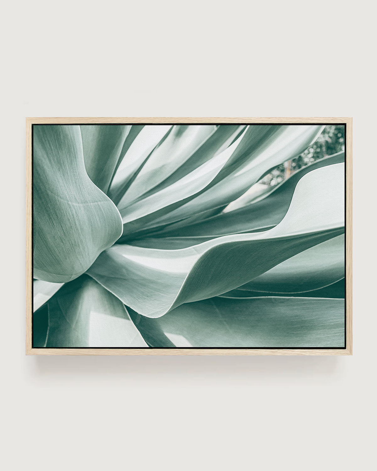 Soft Curve – Agave Plant Wall Art