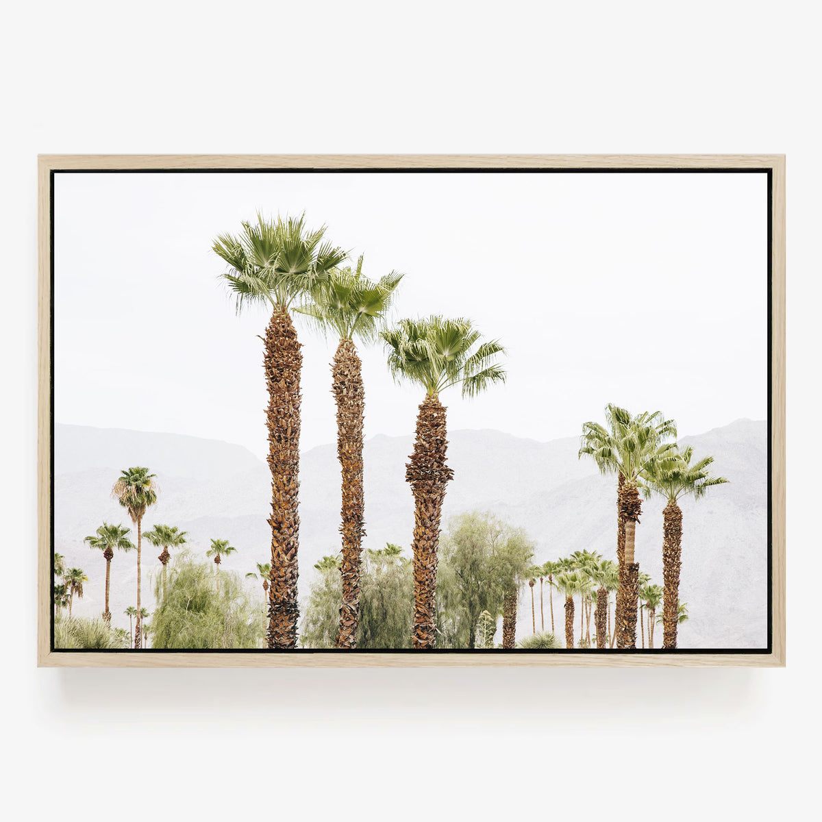 Palm Haze