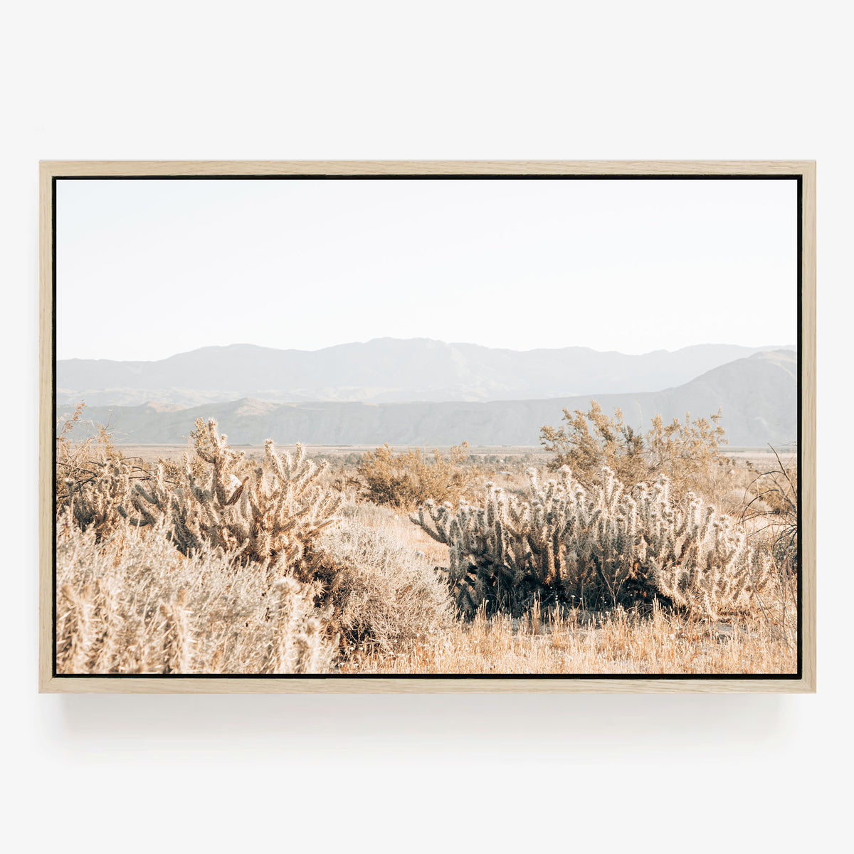 Cholla Valley