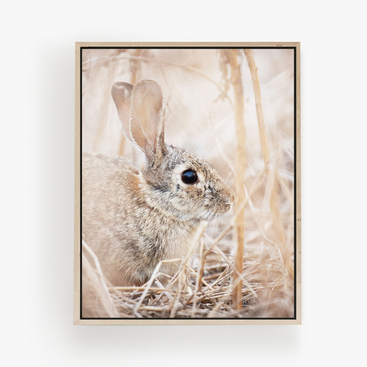 Cottontail