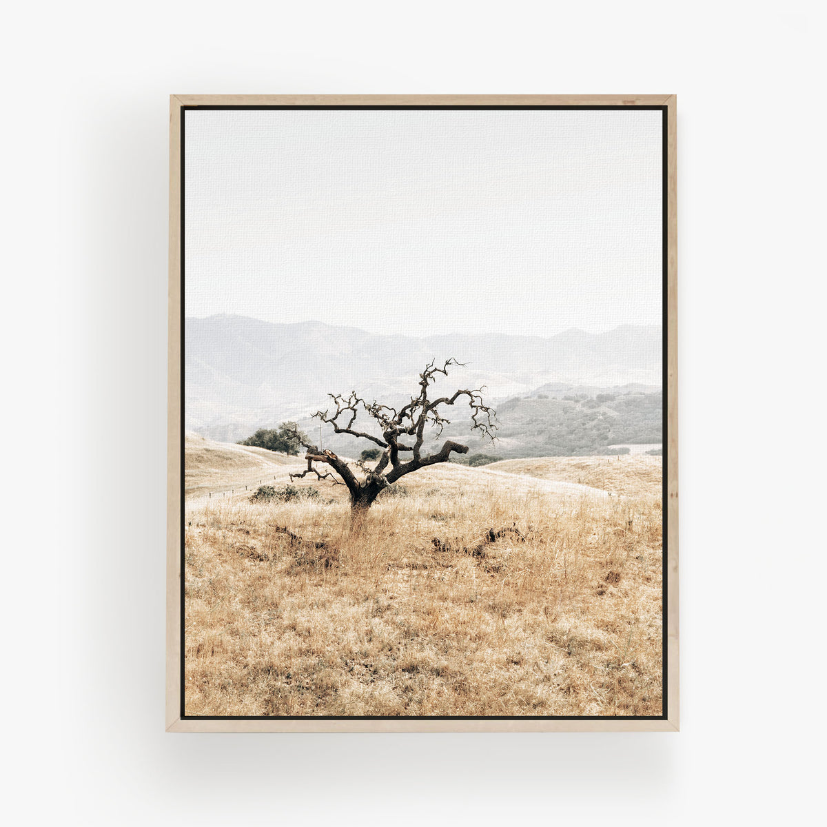 Sunlit Oak