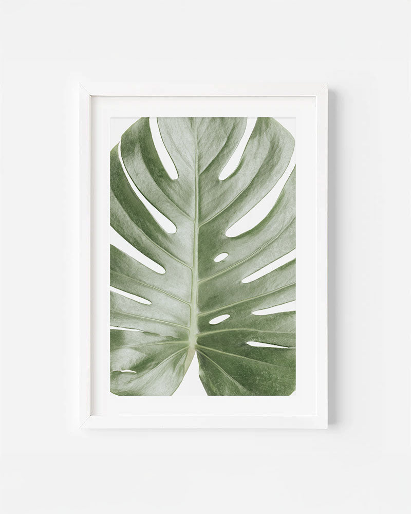 MONSTERA LEAF