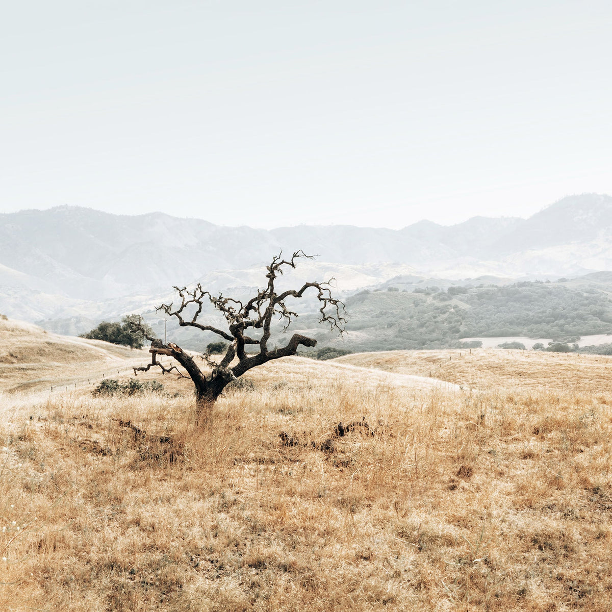 Santa Ynez Valley