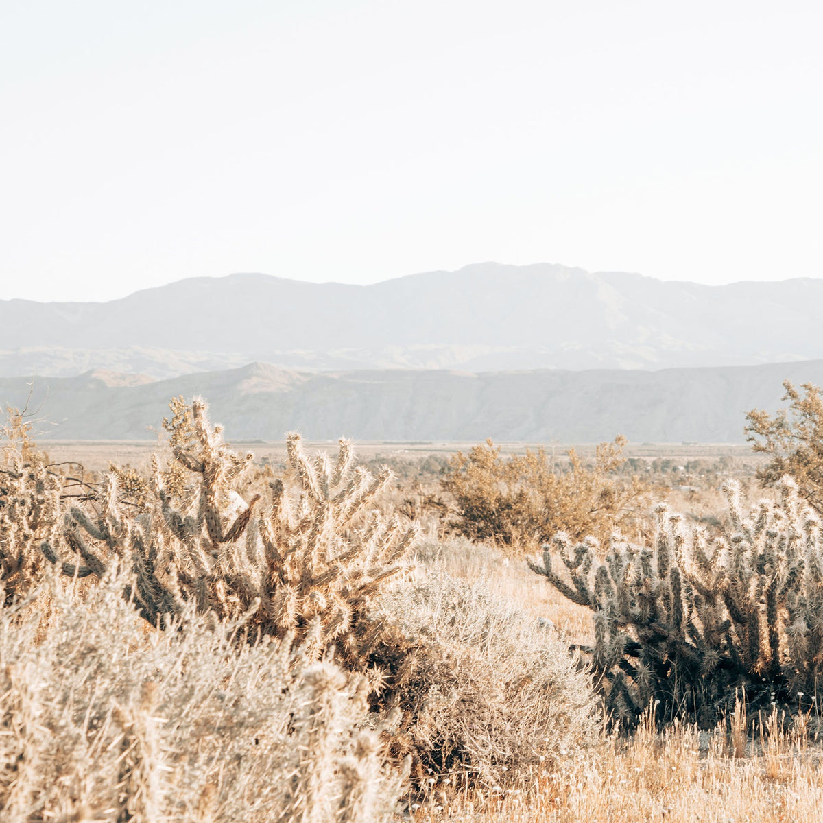 Anza Borrego