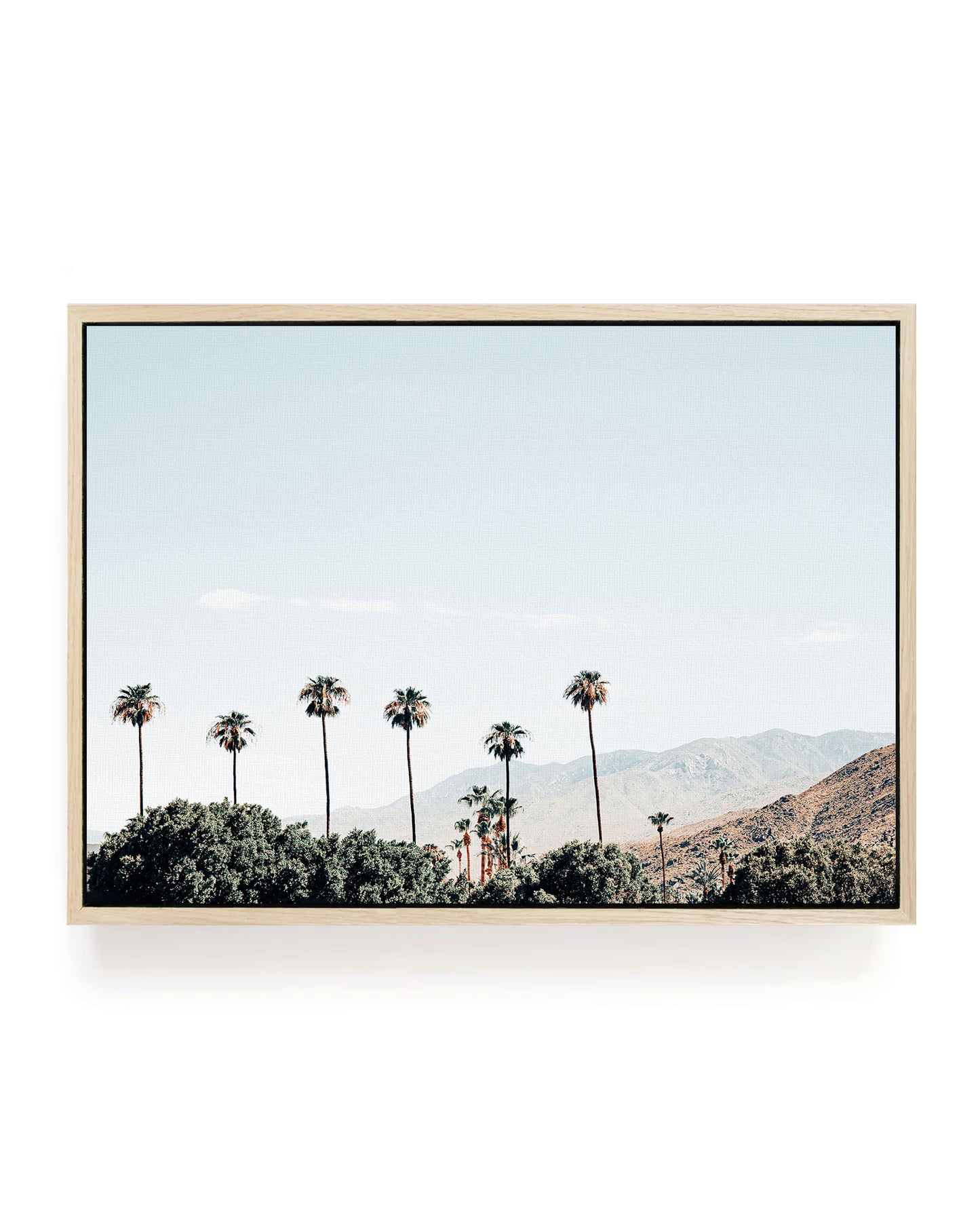 Sunny Grove – Palm Springs Wall Art