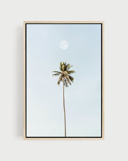 MOONLIT PALM