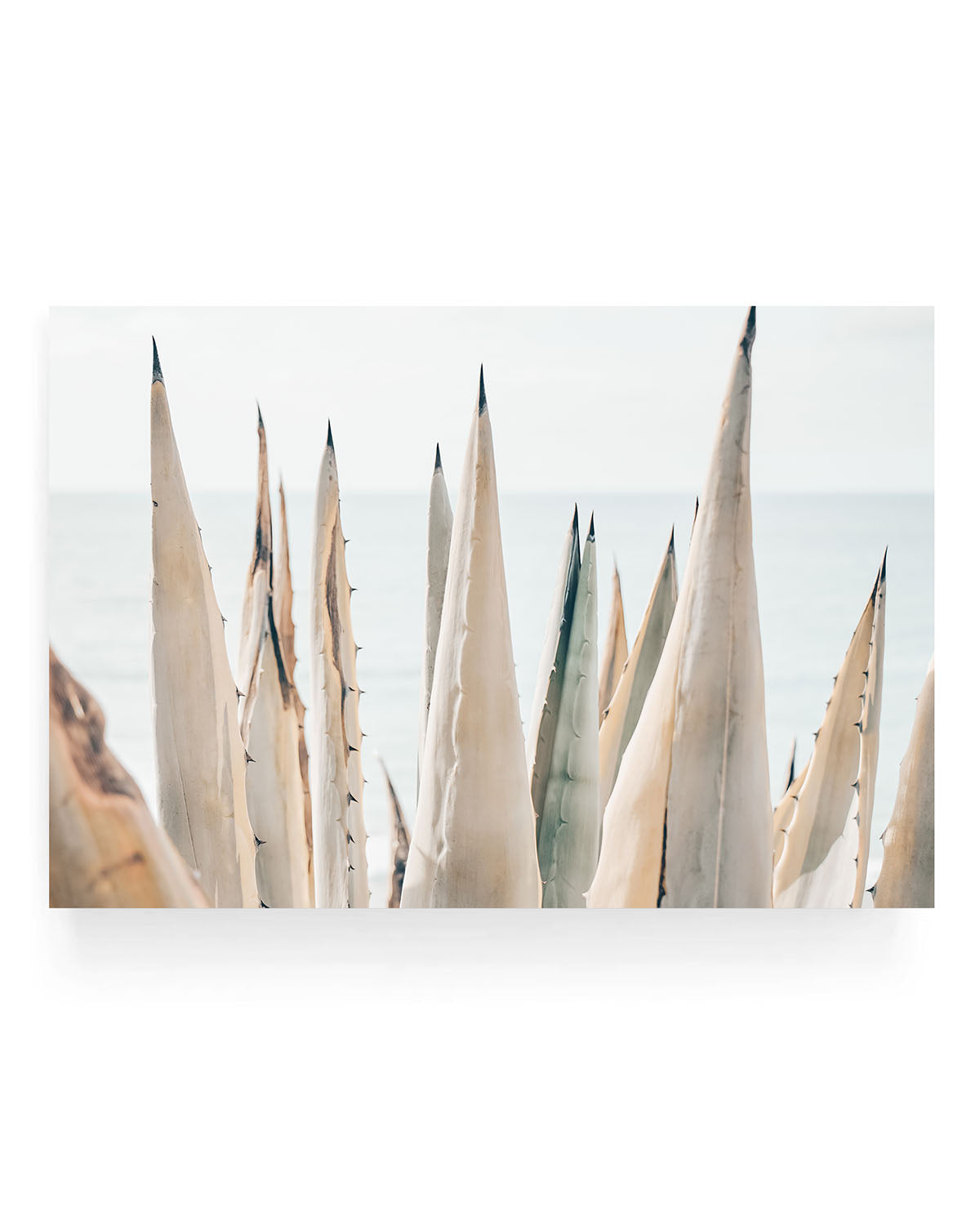 COASTAL AGAVE