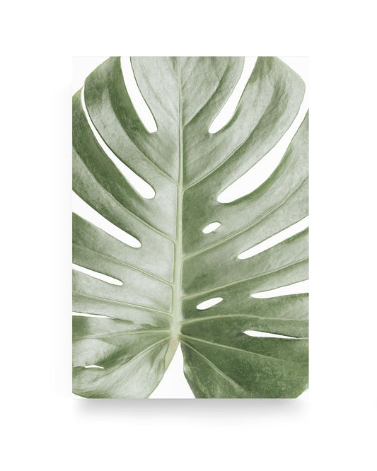MONSTERA LEAF