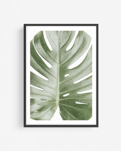 Monstera leaf photography in black frame showing single green tropical leaf on white background, modern botanical wall art print.