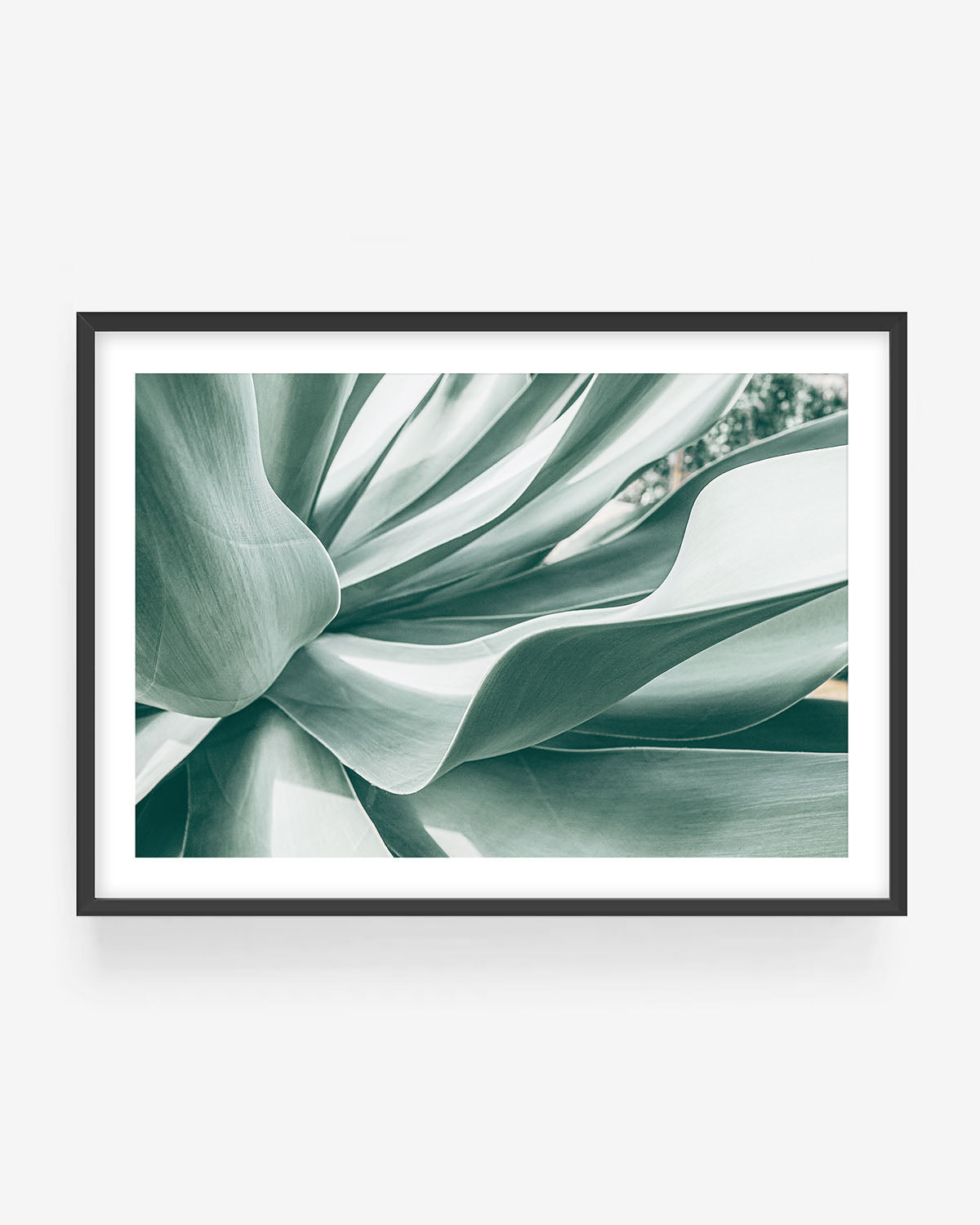 Abstract agave plant photography in black frame showing soft green succulent leaves with flowing curves, modern botanical wall art print.