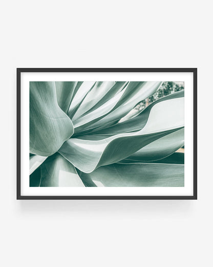 Abstract agave plant photography in black frame showing soft green succulent leaves with flowing curves, modern botanical wall art print.