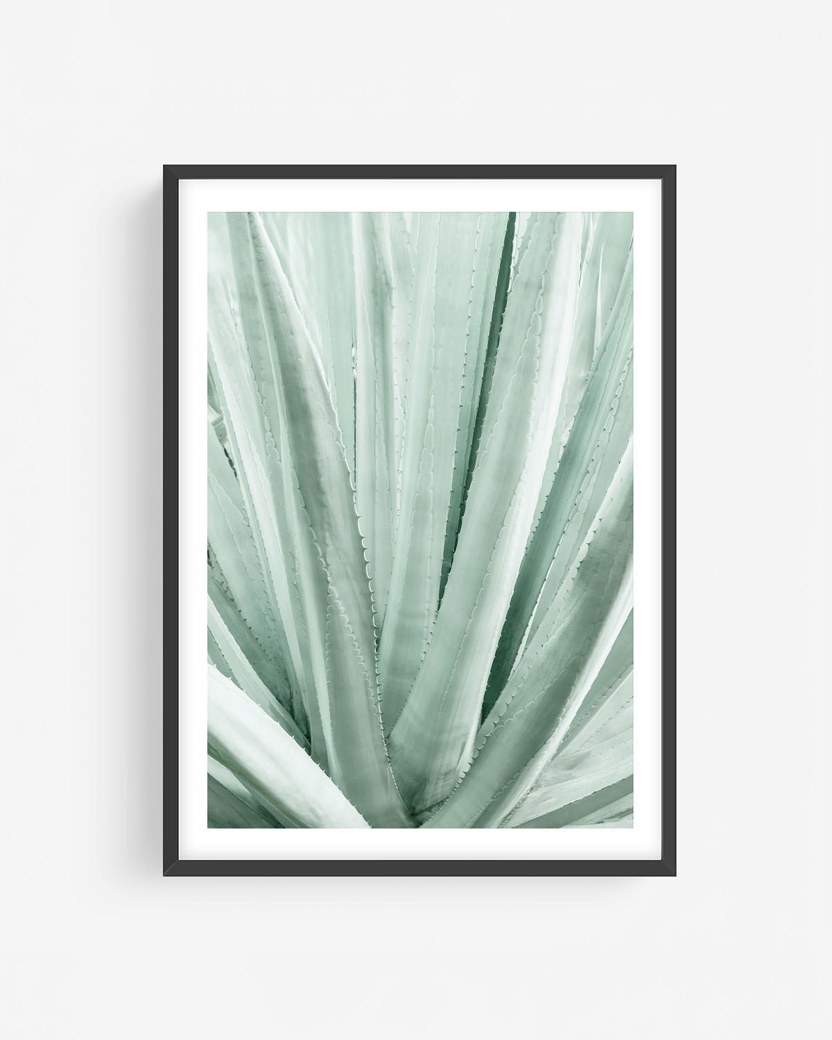 Cool tones Agave plant photography in black frame showing soft green succulent leaves with clean lines, modern botanical wall art print.