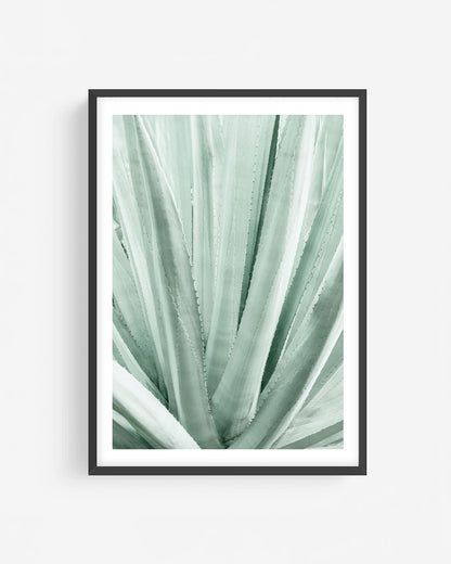 Cool tones Agave plant photography in black frame showing soft green succulent leaves with clean lines, modern botanical wall art print.