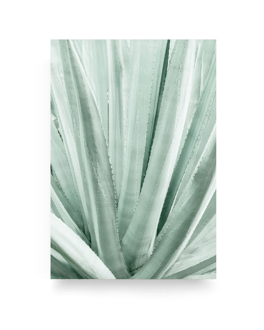 GREEN AGAVE