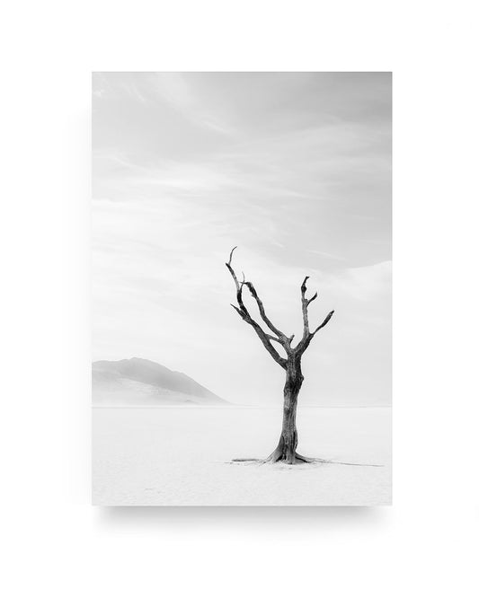 DESERT TREE
