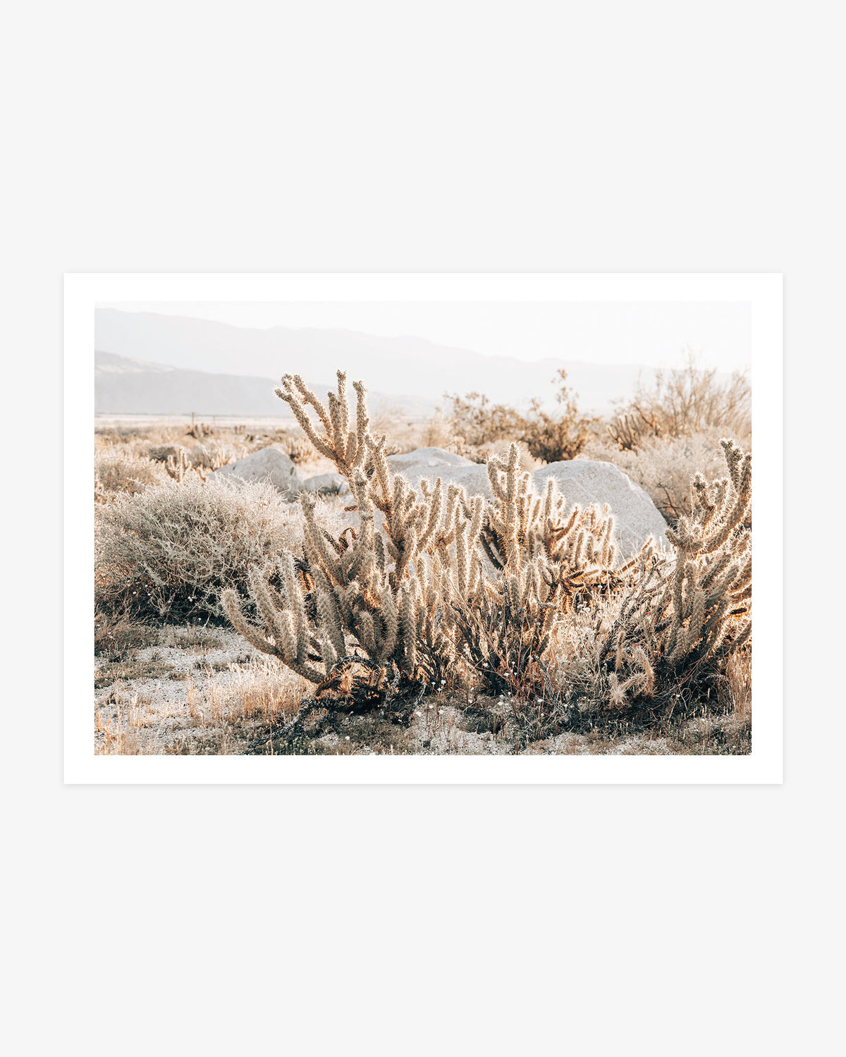 Desert Cholla Garden