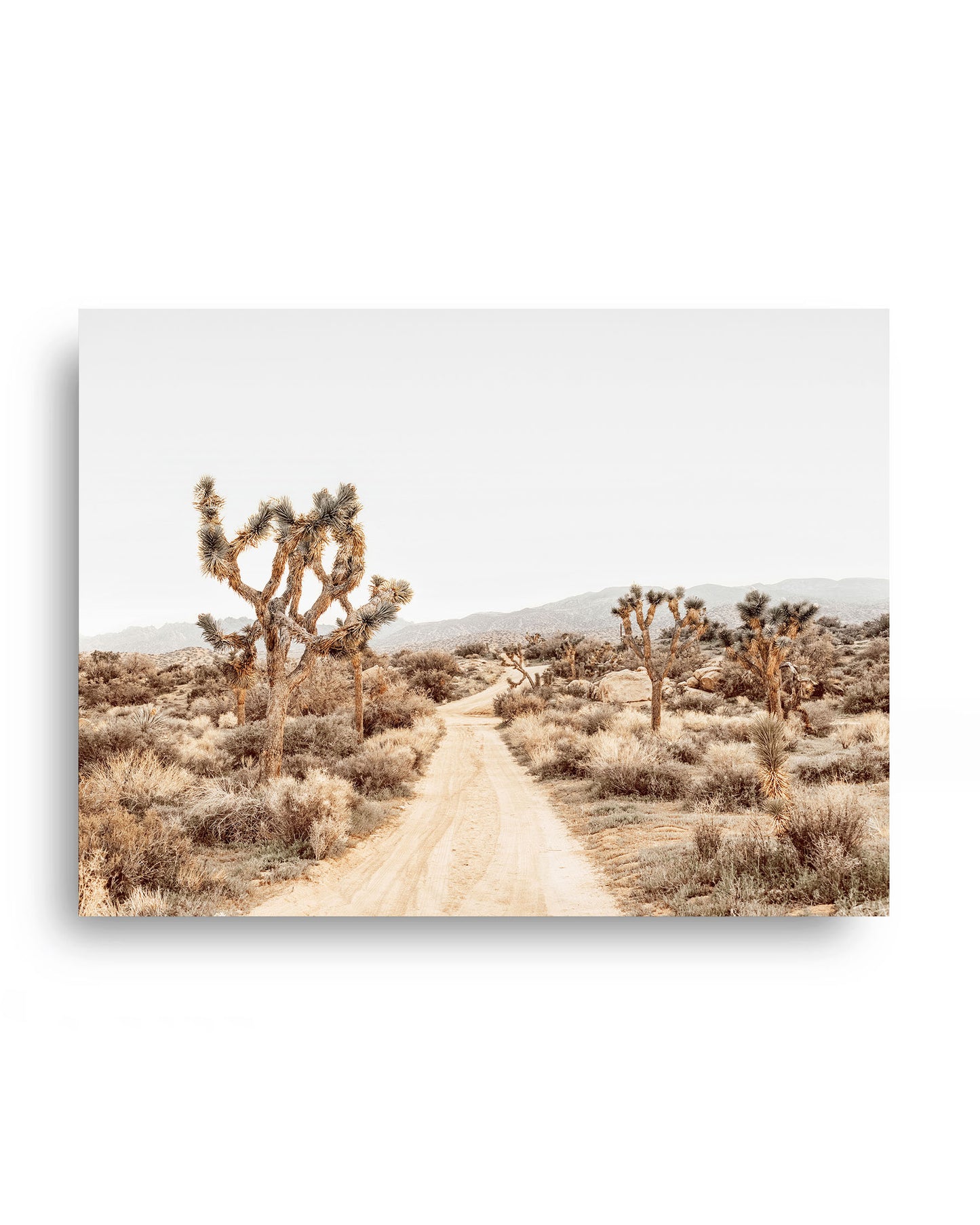 Open Desert Road