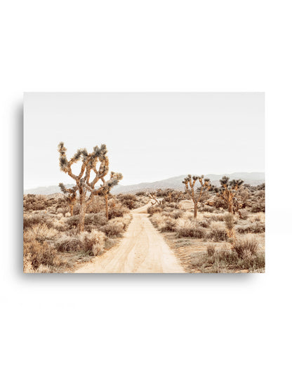 Open Desert Road