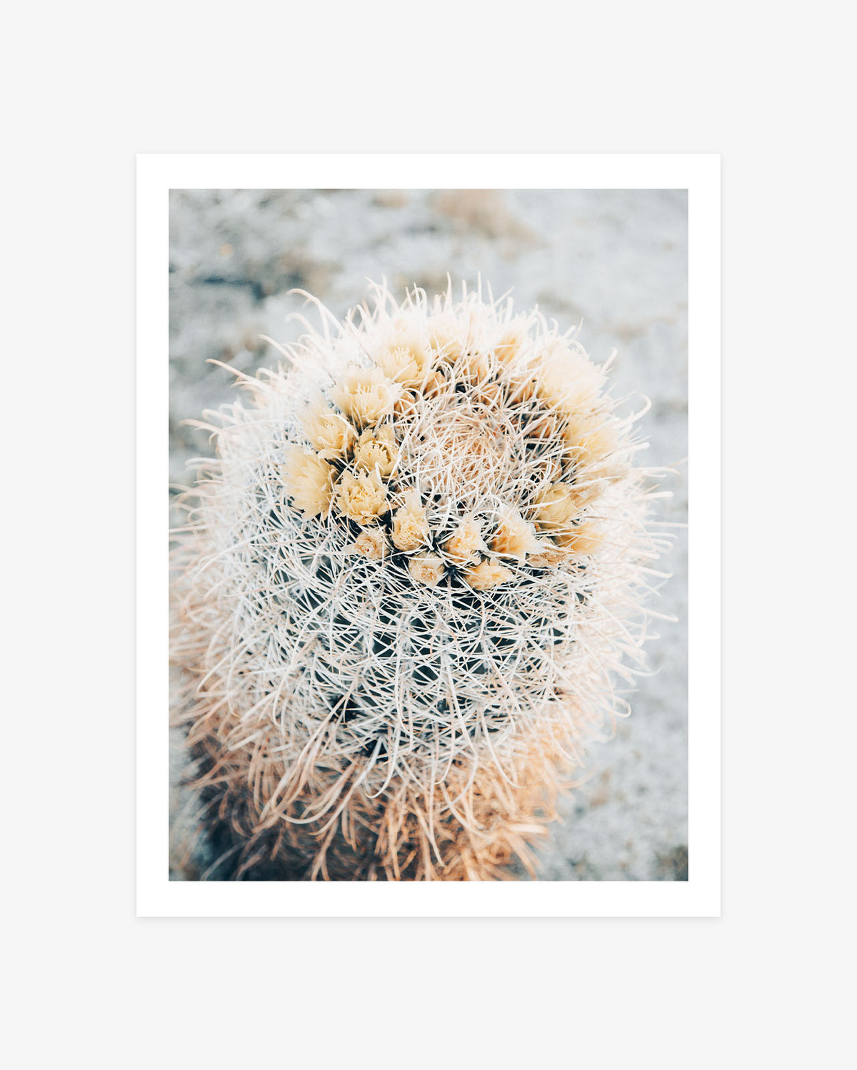 Close-up of a golden barrel cactus with pale curved spines and small yellow blooms in a softly muted desert landscape.