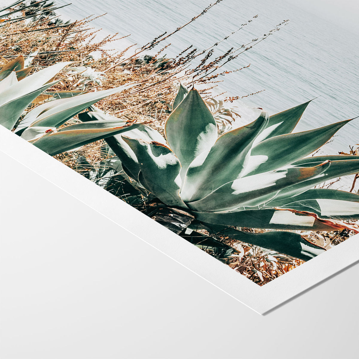 Pacific Agave