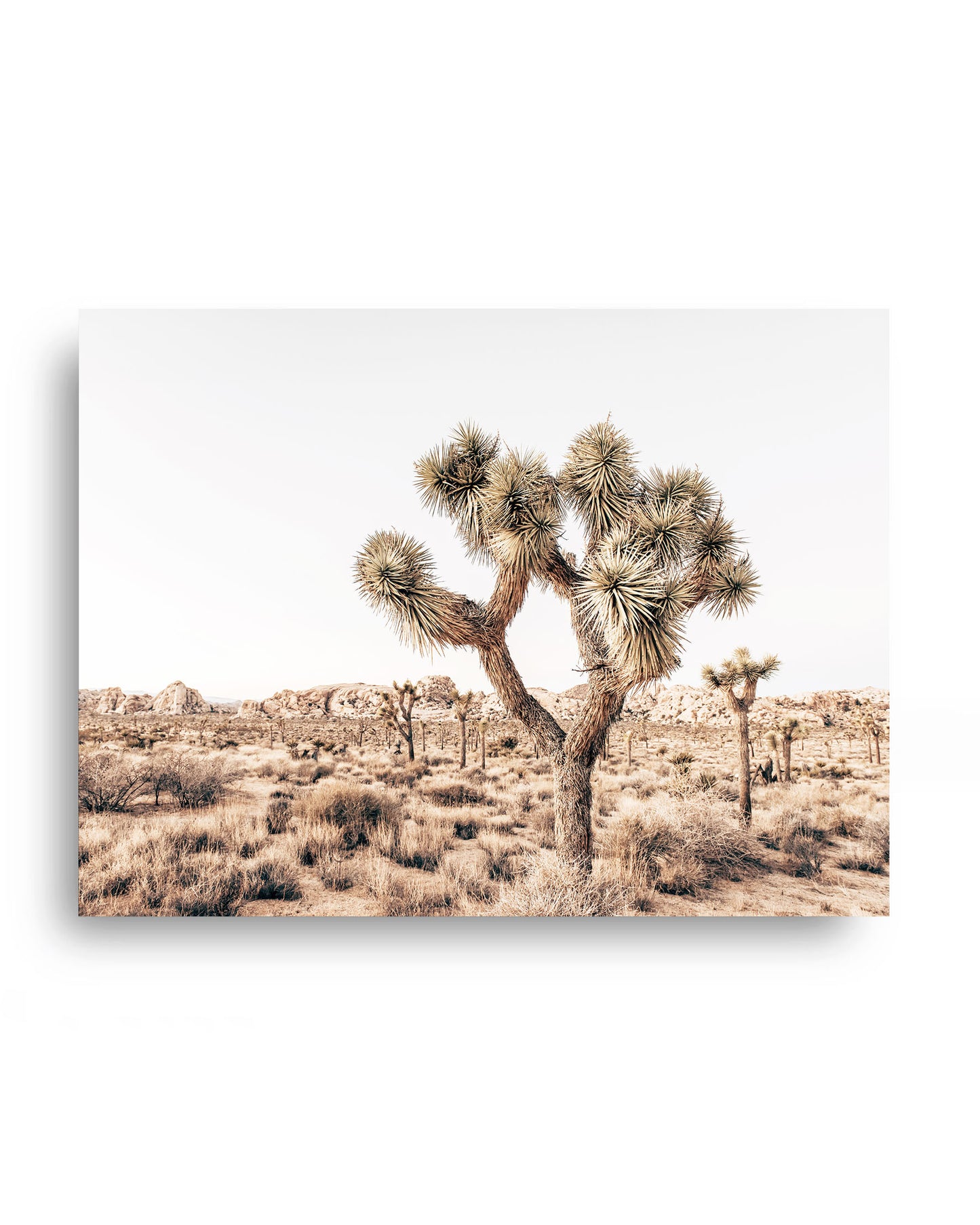 Joshua Tree Wilderness