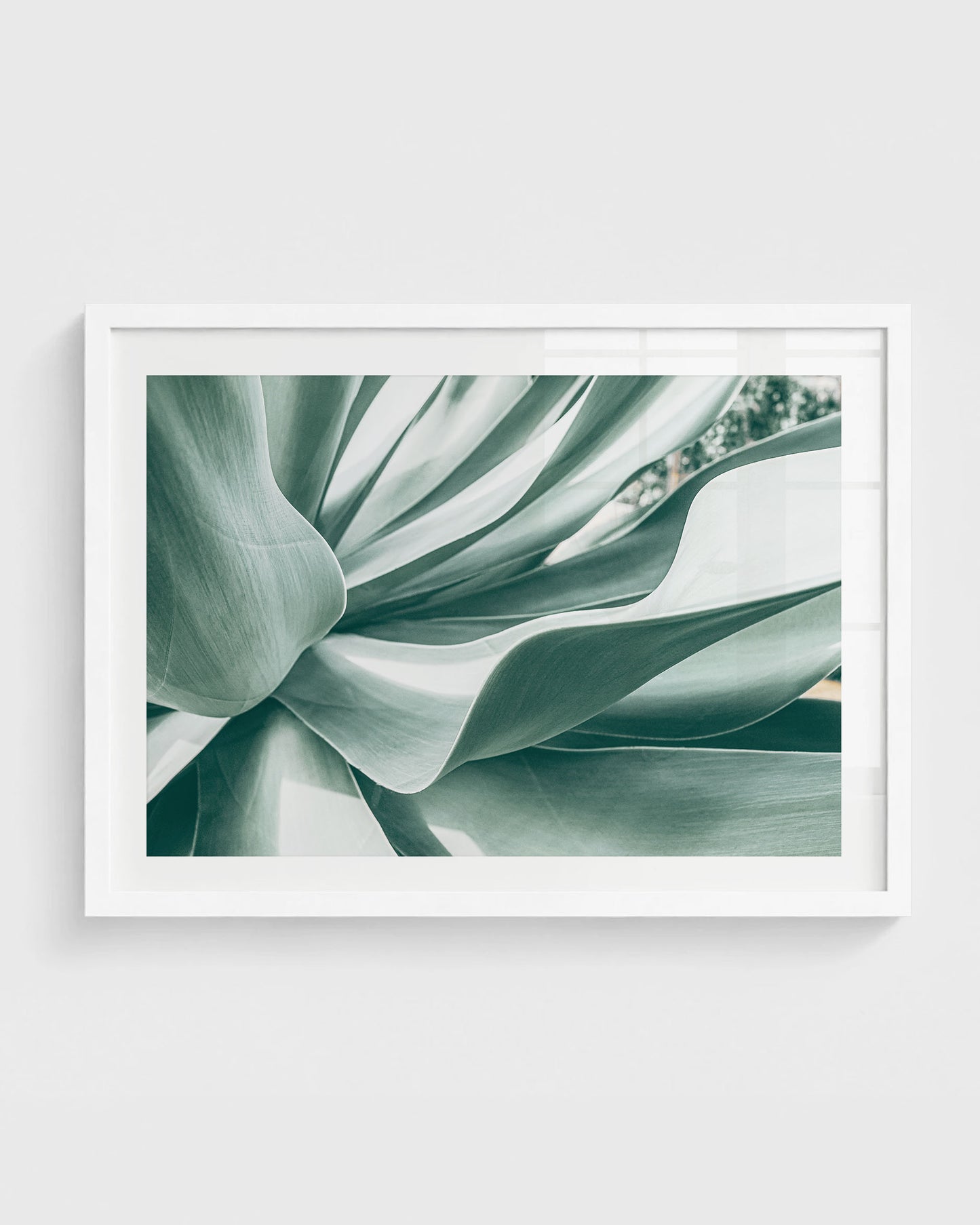 Soft Curve – Agave Plant Wall Art