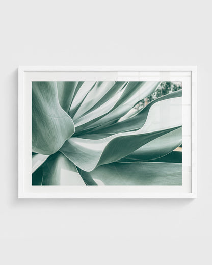 Soft Curve – Agave Plant Wall Art