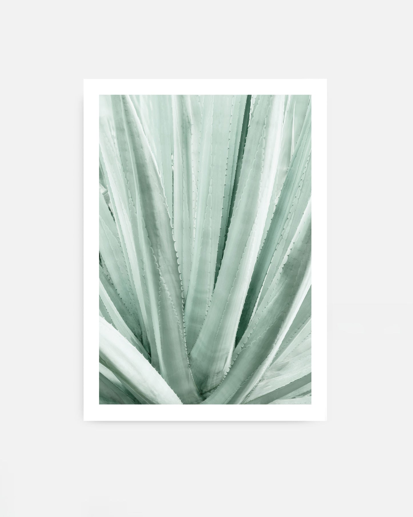 Soft Lines – Agave Plant Wall Art