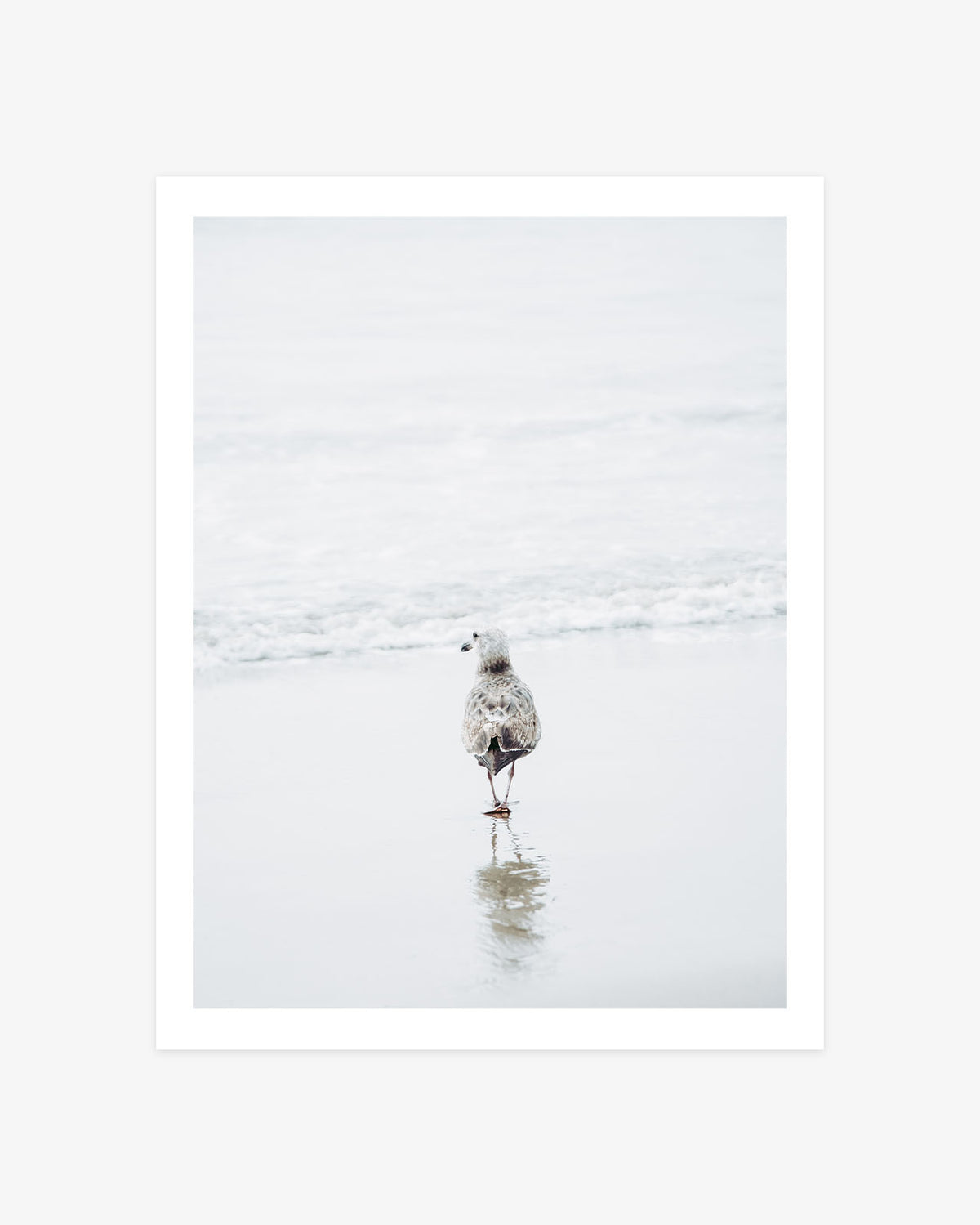 Malibu Beach seagull photography featuring a solitary shorebird standing on reflective wet sand beside soft white Pacific waves.