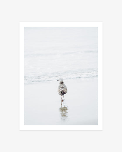 Malibu Beach seagull photography featuring a solitary shorebird standing on reflective wet sand beside soft white Pacific waves.