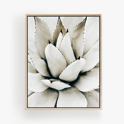 Desert Rosette