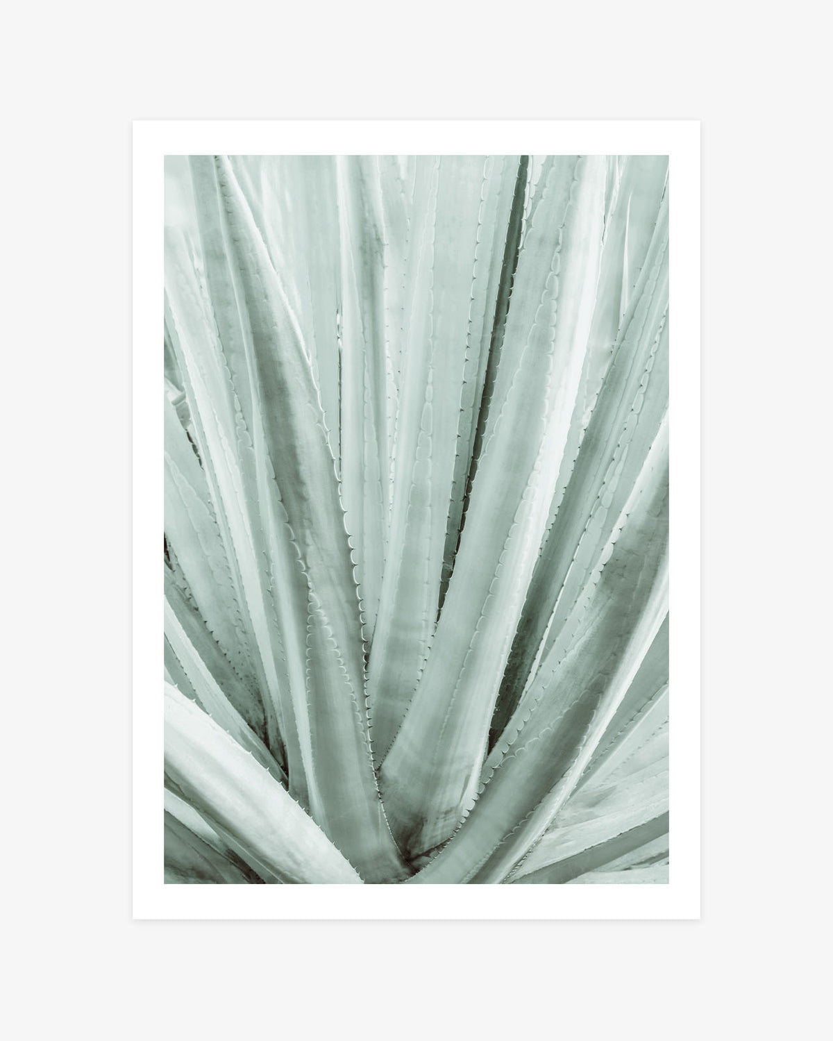 Minimalist agave wall art featuring a close-up of sculptural leaves in soft sage green and muted botanical tones.
