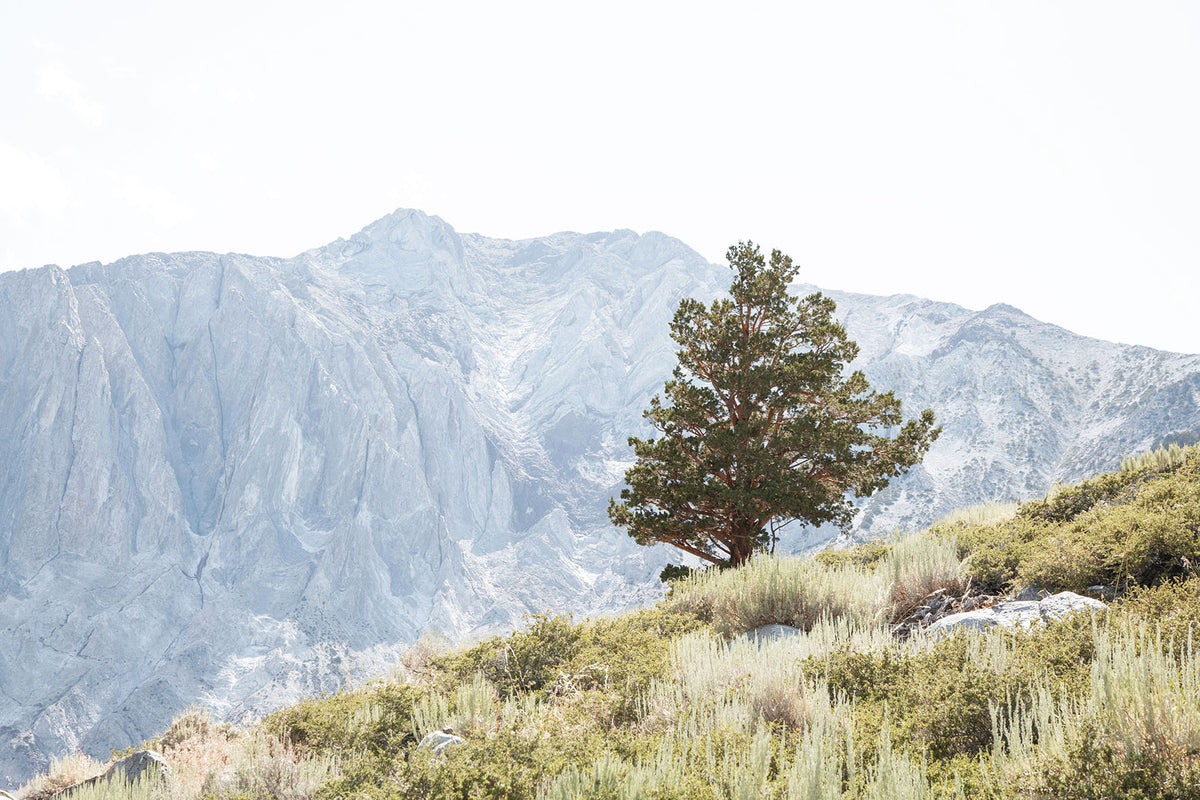 Sierra Nevada landscape photography featuring a lone pine tree among sagebrush with rugged granite mountains rising in the background.