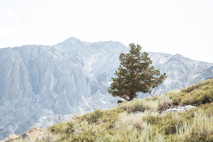 Sierra Nevada landscape photography featuring a lone pine tree among sagebrush with rugged granite mountains rising in the background.