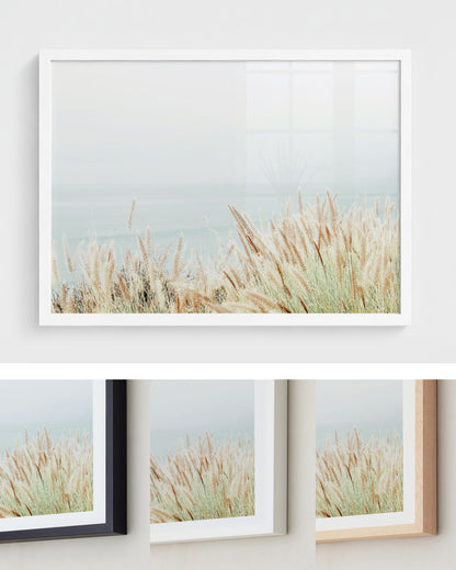 Coastal Fountain Grass