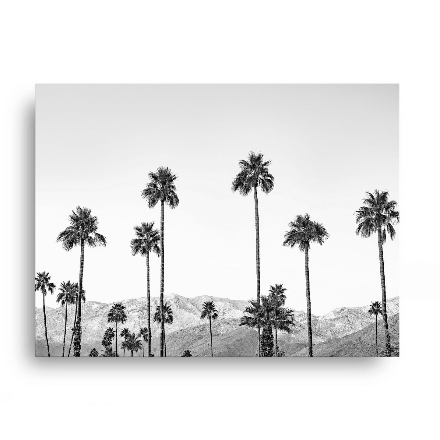 California Palms