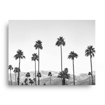 California Palms